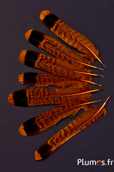 Gélinotte des bois - 11-13 cm - cognac-noir